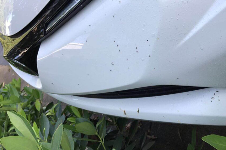 I Have Ants in My Car – Help! | What to Do About Ants in Car