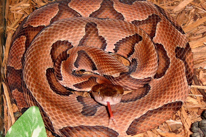 copperhead snake, one of the most dangerous snakes in the southeast united states, found in georgia barn