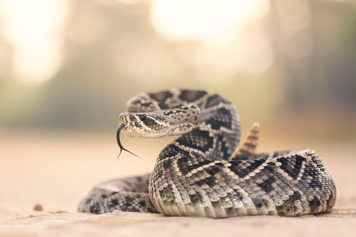 diamondback rattlesnake, one of the most venomous snakes in the southeastern usa, should be treated with caution