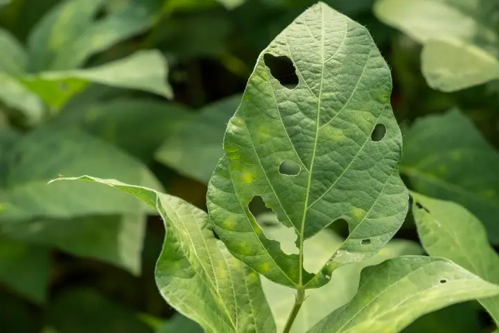 plant damage - signs of an ant infestation in Georgia and Tennessee by Lookout Pest Control