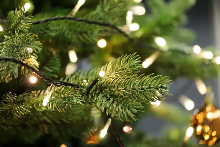 Closeup of Christmas tree with lights