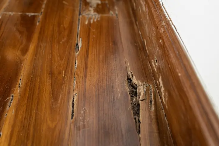 Damage of wooden floor inside of home after drywood termites infestation