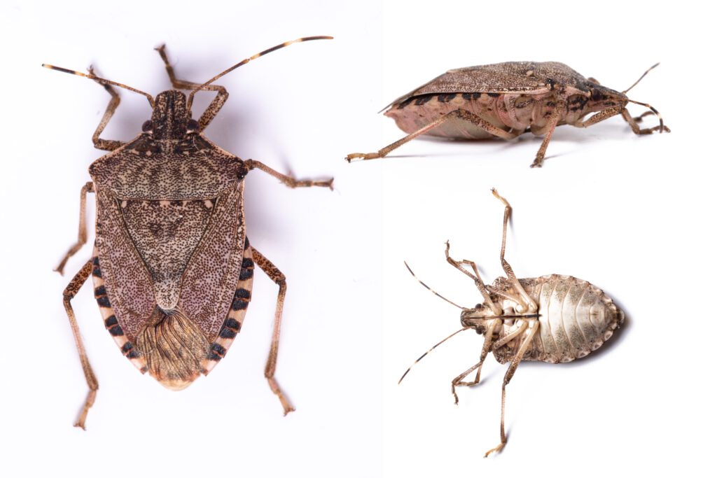 Brown marmorated stink bug close up dorsal and side view set on a white background