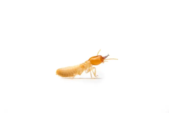 Closeup of Formosan termite on white background