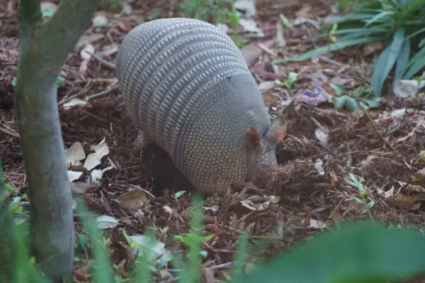 armadillo digging outside birmingham AL area home before armadillo removal services