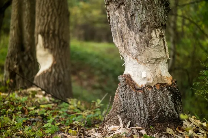 Signs of beaver damage in Tennessee forest necessitating professional beaver control service