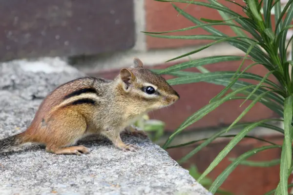 chipmunk on georgia property before chipmunk removal services from Lookout Pest Control