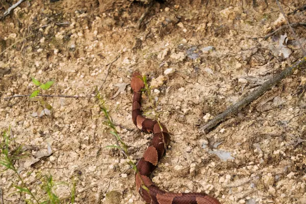 copperhead slithering rossville georgia backyard before snake removal