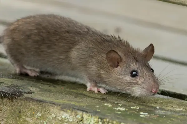 brown rat found in kentucky home before norway rat control service by Lookout Pest Control