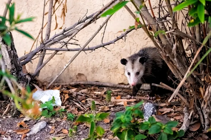 Opossum in georgia seen on property in savanna area before professional possum control services