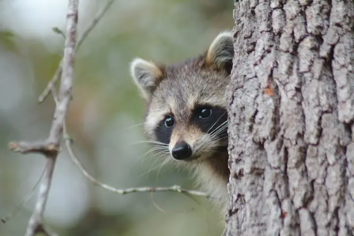 Raccoon in yard of murfreesboro tennessee house before raccoon trapping and removal services