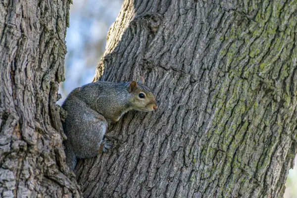 squirrel in tree outside kentucky home before squirrel control services