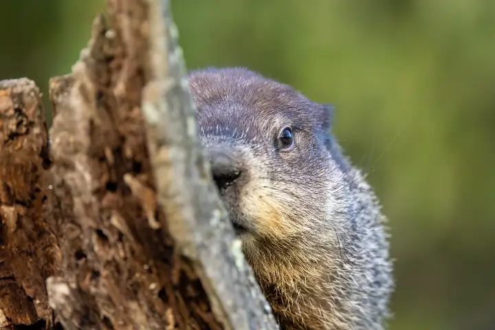 Groundhog outside home before woodchuck removal by Lookout Pest Control