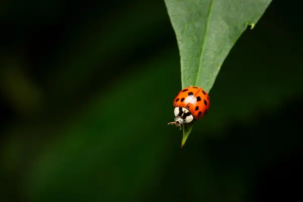 ladybird on leaf in kentucky front yard before asian lady beetle control services