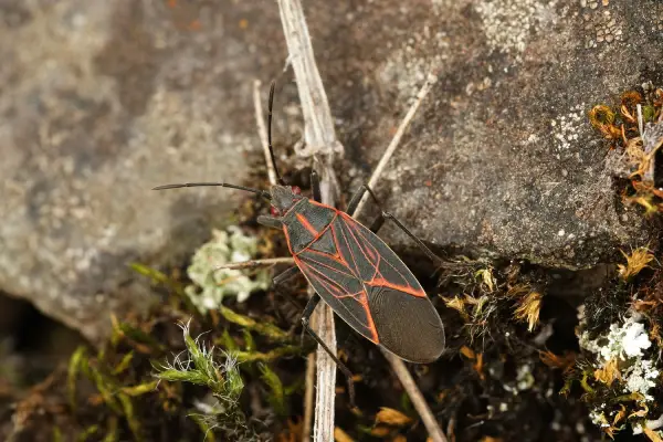 seen in clinton tennessee yard before boxelder bug treatment by Lookout Pest Control