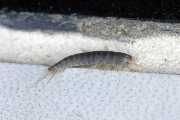 Lepisma saccharina in kentucky basement before silverfish control service