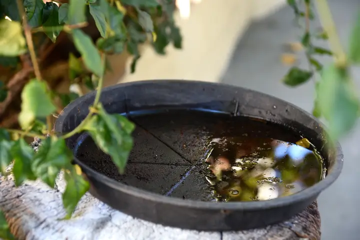 plastic bowl abandoned in a vase with stagnant water - mosquito breeding ground