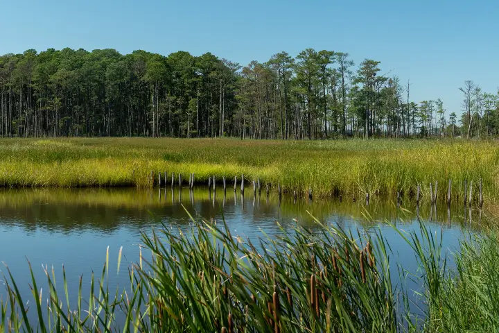 Wetlands on a Sunny Day, natural mosquito habitat